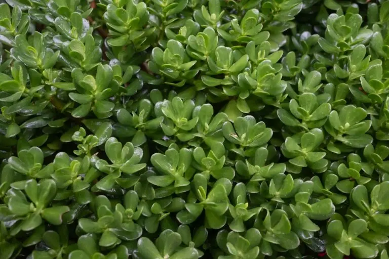 Miniature Jade Plant