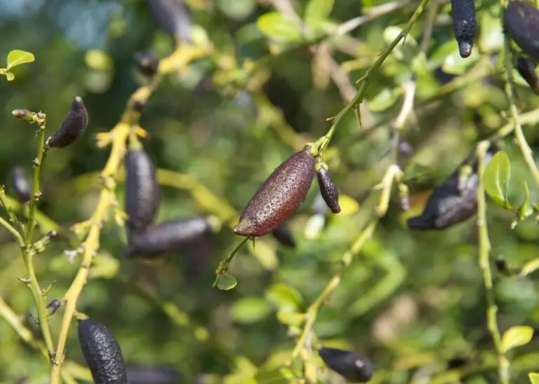 Finger Lime Red
