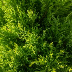 Cupressus Lemon Scent