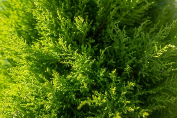 Cupressus Lemon Scent