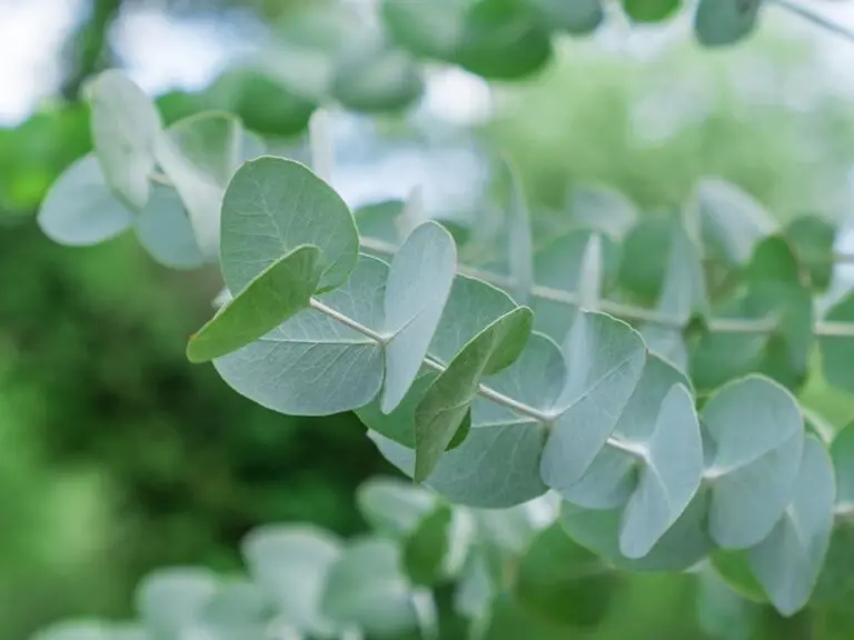 Eucalyptus Baby Blue