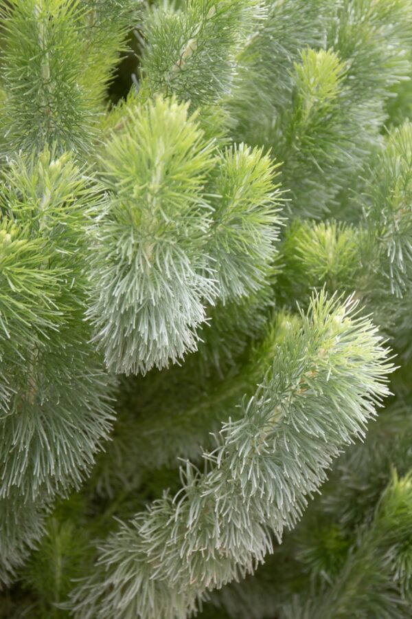 Dwarf Woolly Bush