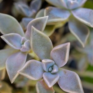 Graptopetalum Purple Delight