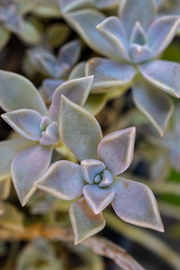 Graptopetalum Purple Delight