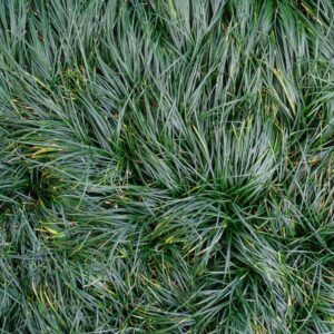 Mondo Grass Dwarf