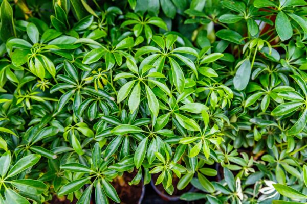 Umbrella Tree - Image 2