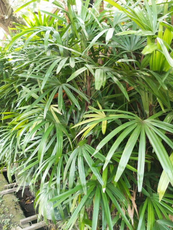 Lady Palm - Image 2