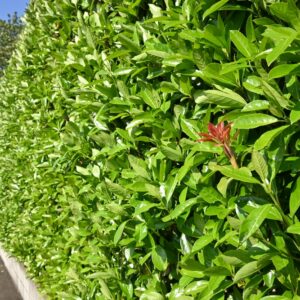 Viburnum Dense Fence