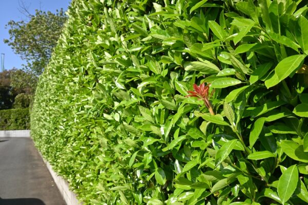Viburnum Dense Fence