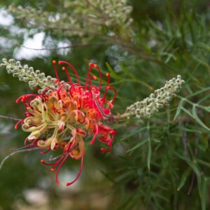 Grevillea Winpara Gold