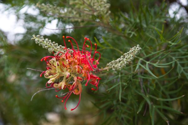 Grevillea Winpara Gold