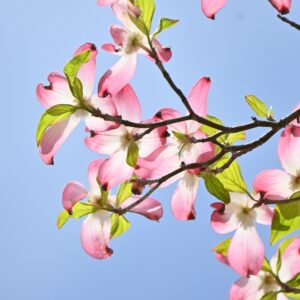 Satomi Kousa Dogwood