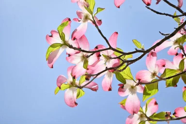 Satomi Kousa Dogwood