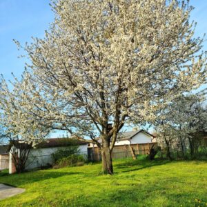 Cleveland Select Ornamental Pear