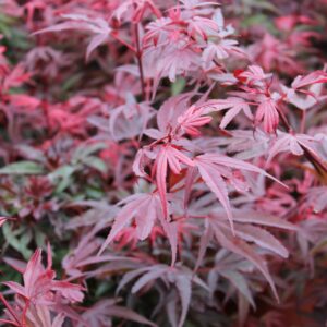 Shaina Japanese Maple