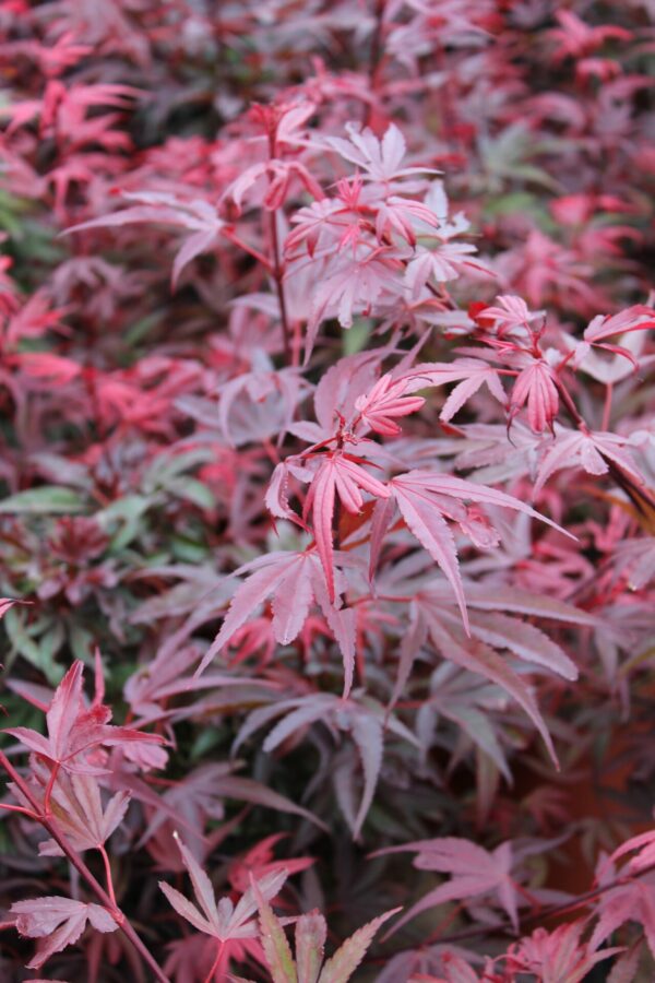 Shaina Japanese Maple