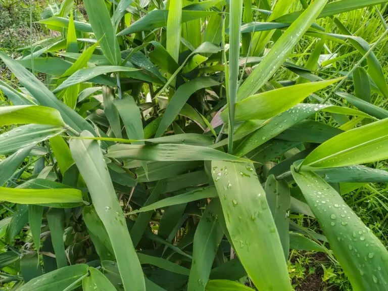 Tiger Grass