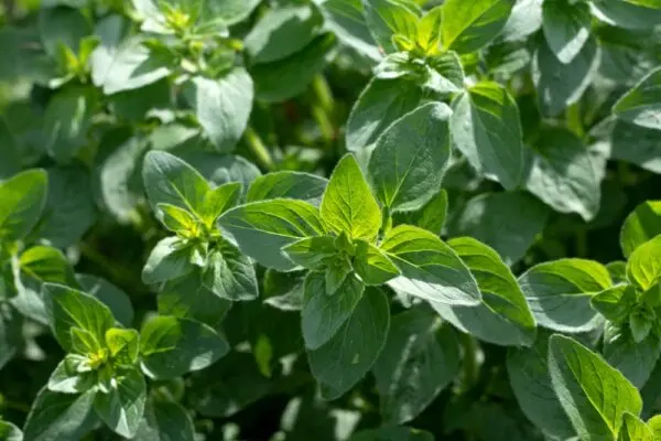 Oregano
