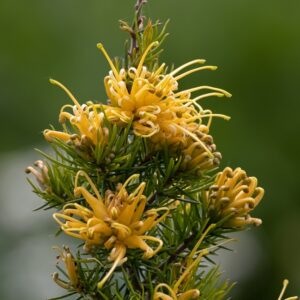 Grevillea Lemon Daze