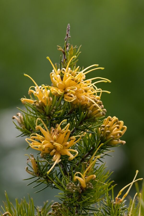 Grevillea Lemon Daze