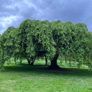 Camperdown Weeping Elm