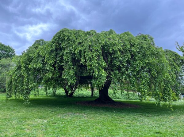 Camperdown Weeping Elm