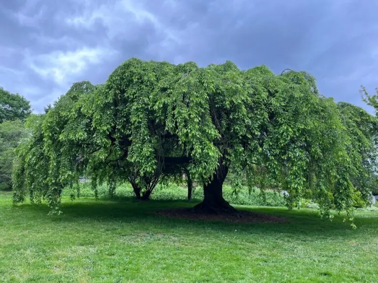 Camperdown Weeping Elm