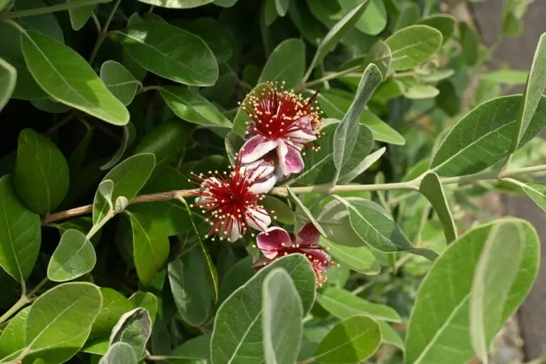 Pineapple Guava