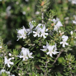 Coastal Rosemary