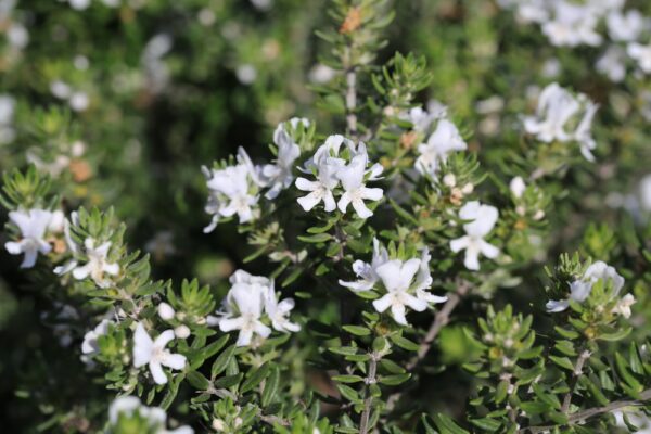 Coastal Rosemary