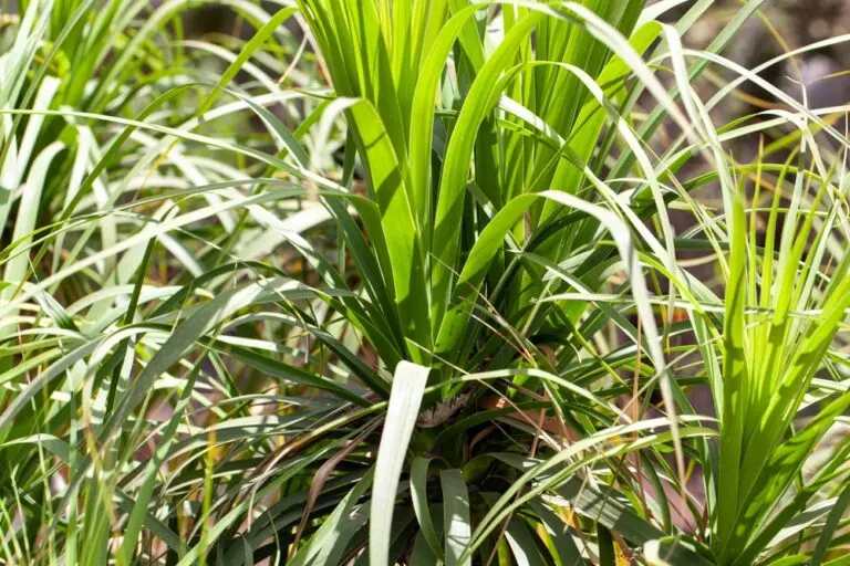 Ponytail Palm