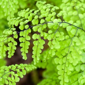 Maidenhair Fern