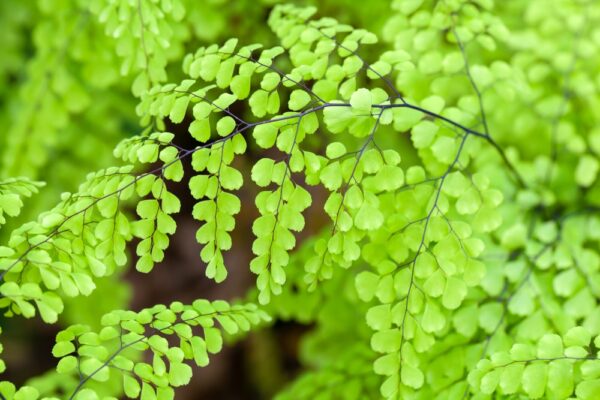 Maidenhair Fern