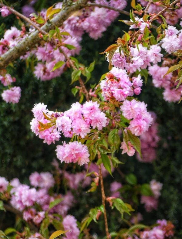 Cheals Weeping Cherry Tree - Image 2