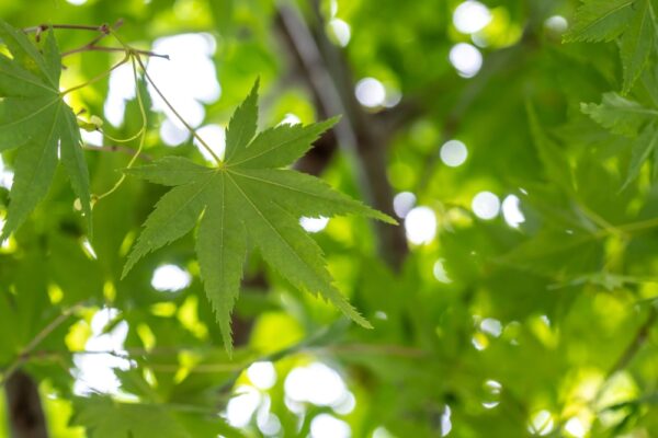 Japanese Maple - Image 2