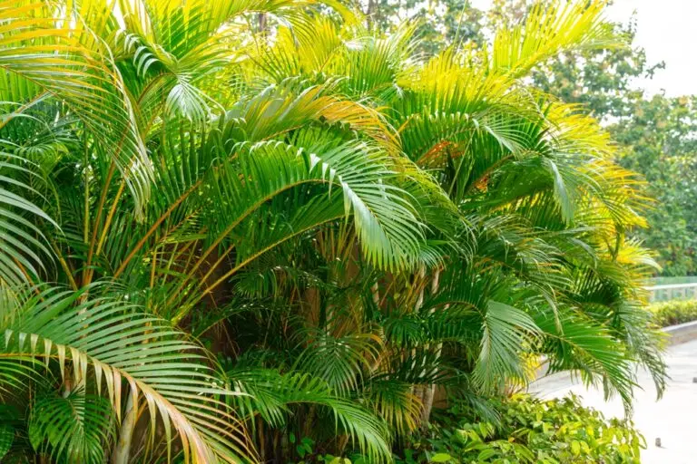 Golden Cane Palm