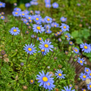 Blue Marguerite