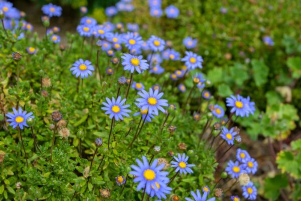 Blue Marguerite