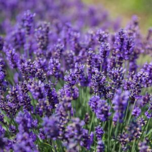 Hidcote Lavender