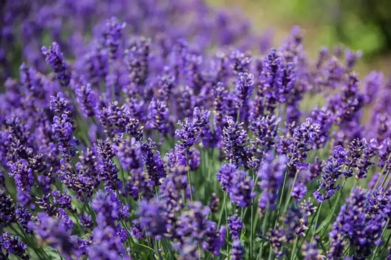 English Lavender