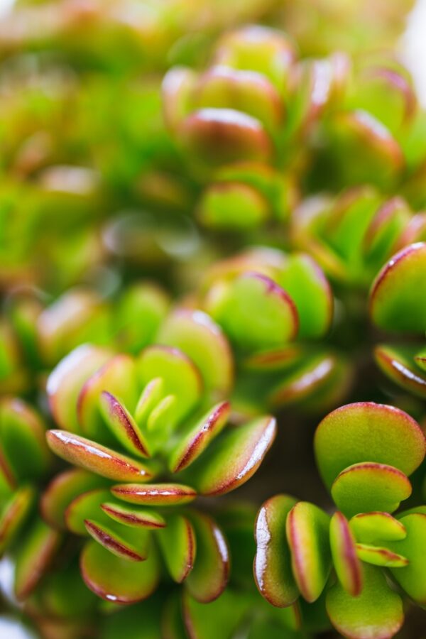 Crassula anomala