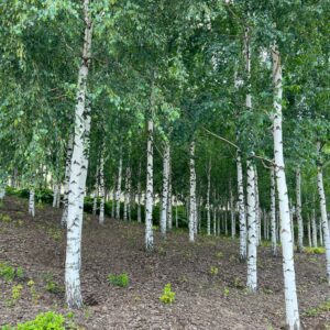 Upright Silver Birch
