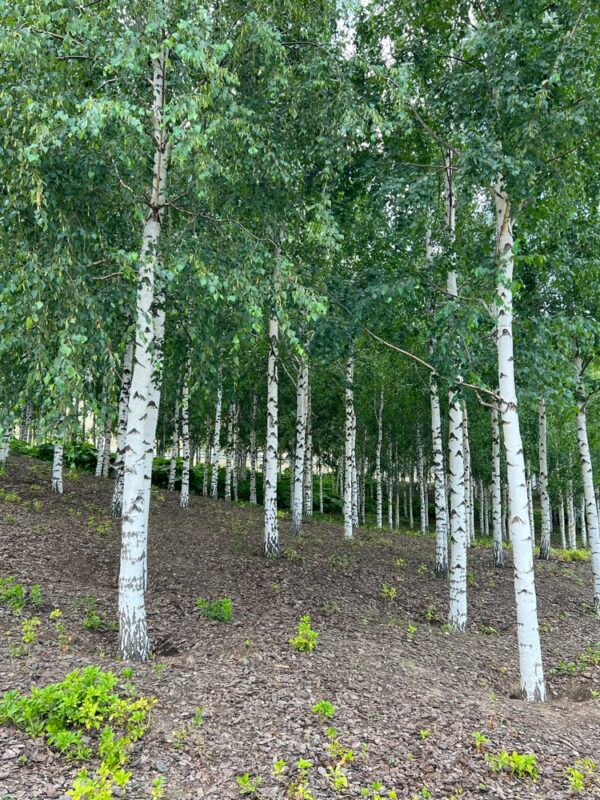Upright Silver Birch