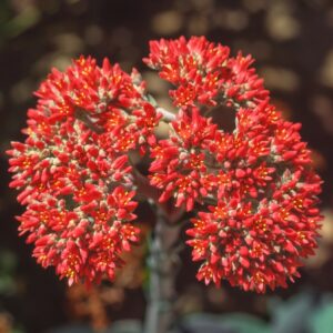 Crassula Surprise Party