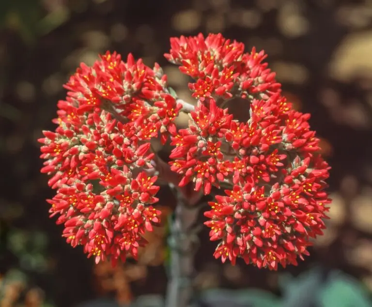 Crassula Surprise Party