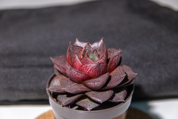 Echeveria Brilliant