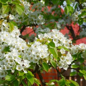 Manchurian Pear