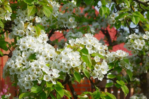 Manchurian Pear