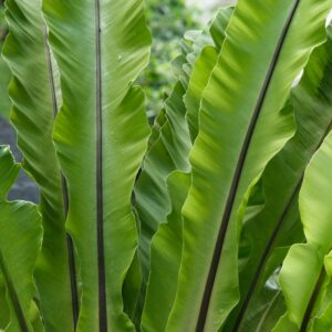 Bird's Nest Fern