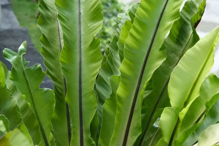 Bird’s Nest Fern
